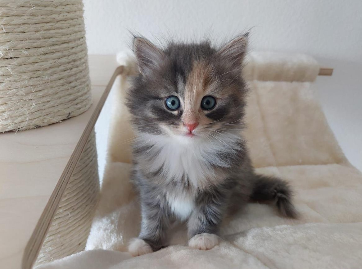 Reinrassige Sibirische Katze / Neva Masquarade Prinzessin