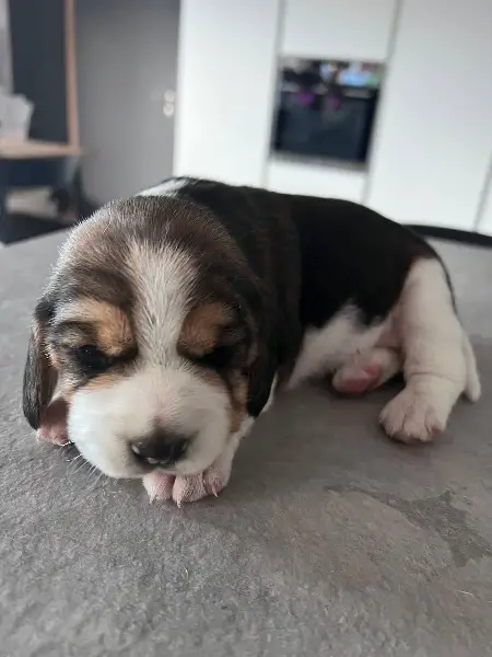 Chiot beagle pure race à vendre