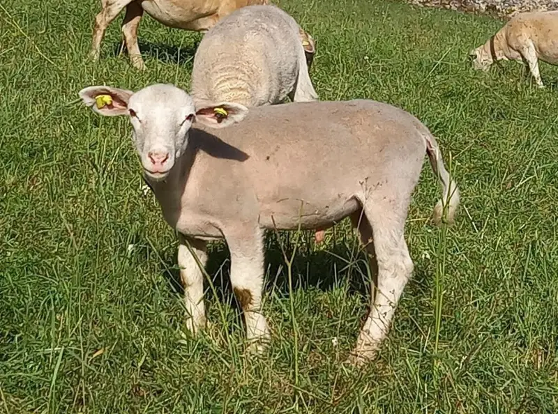 Nolana Schafböcklein zu verkaufen