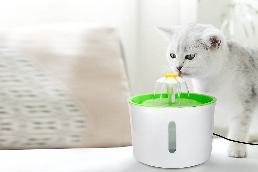 Katzenbrunnen (Flower)