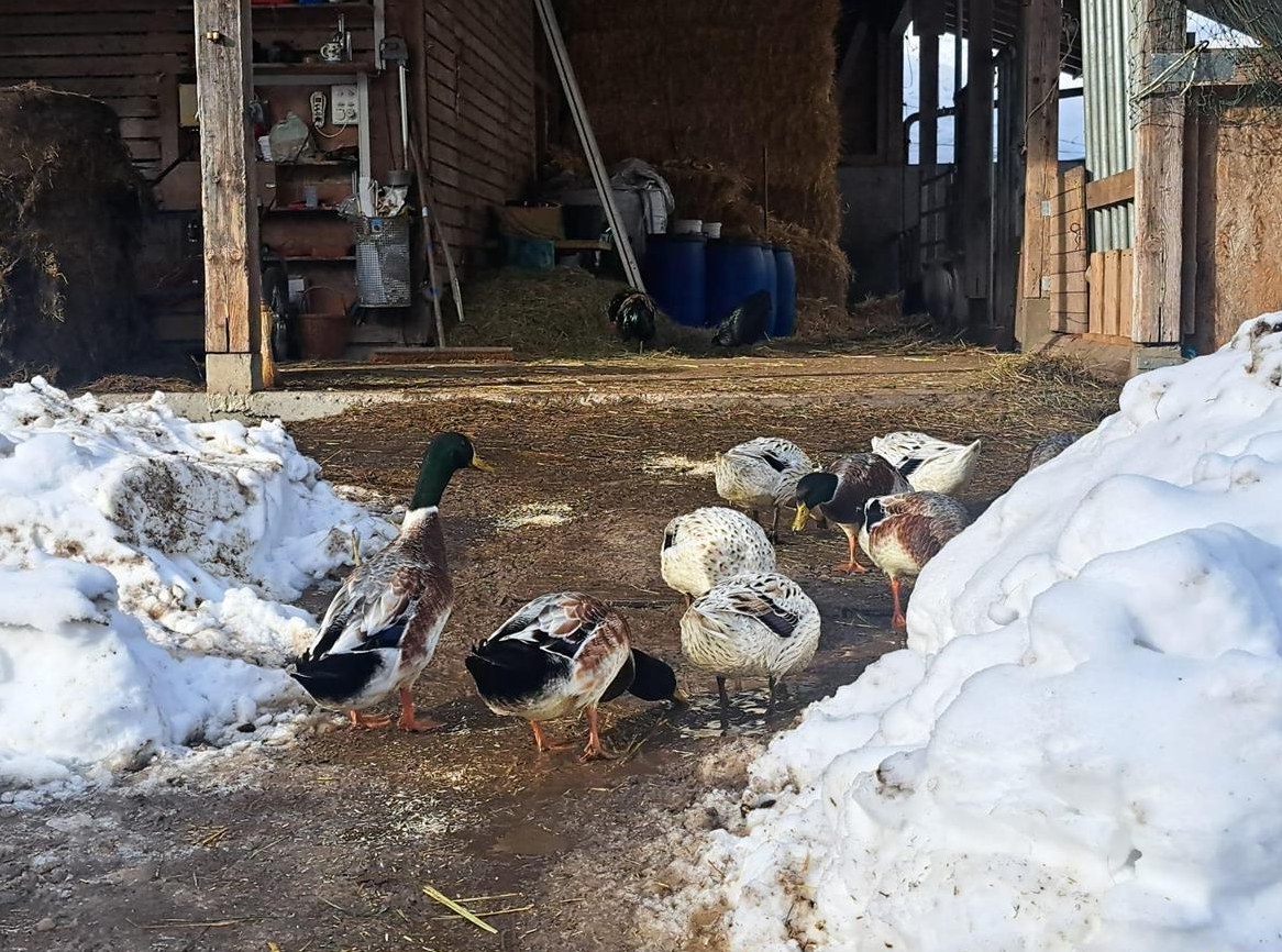 GRATIS: 3 Erpel suchen ein artgerechtes Zuhause