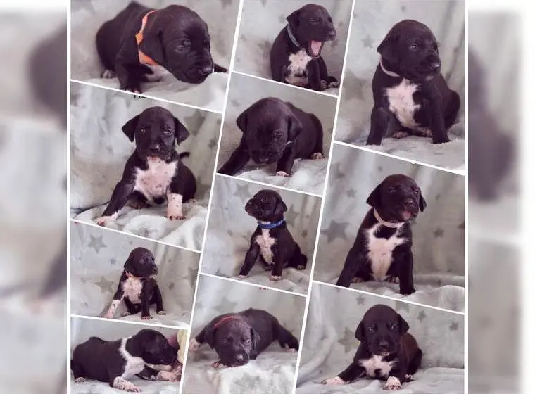 Rhodesian Ridgeback x Dalmatiner Welpen