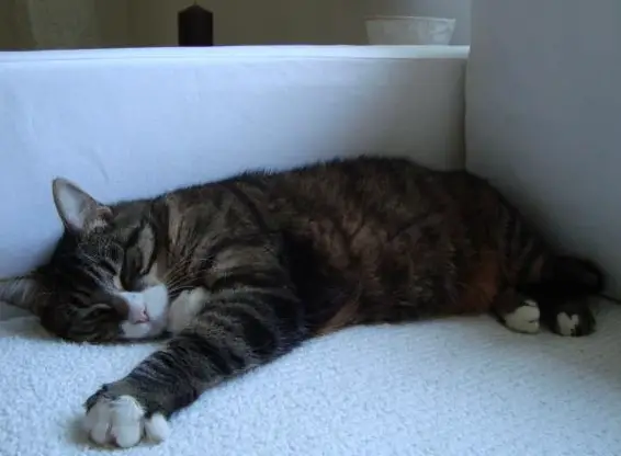 SENSE OF JOY Katzenbetreuung Region Bülach, Flughafen Kloten, Dielsdorf