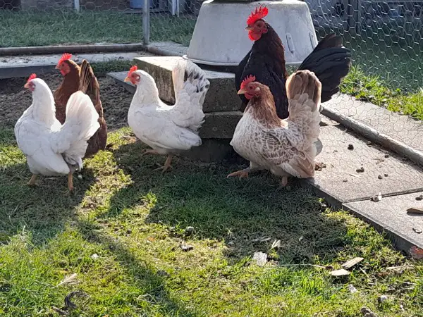 Reinrassige Bruteier serama