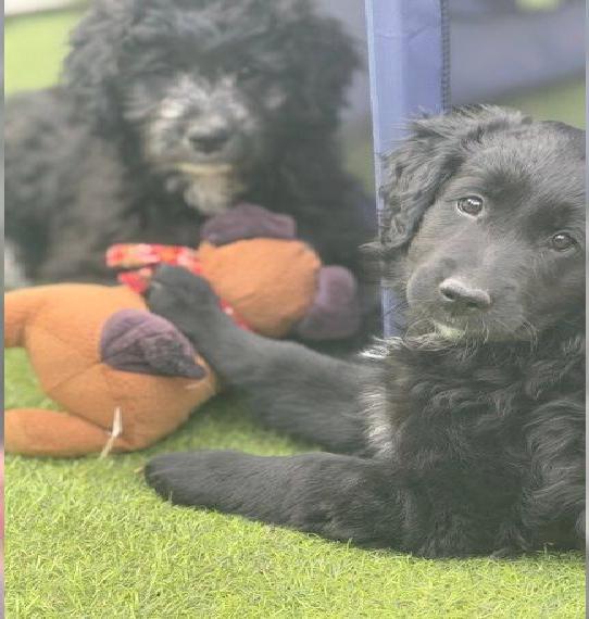 Goldendoodle ich werde 10 Wochen alt und sitze auf gepackten Koffern ?