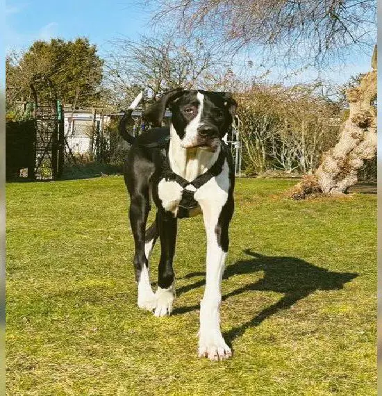 Sportlich junge Deutsche Dogge in liebevolle Hände