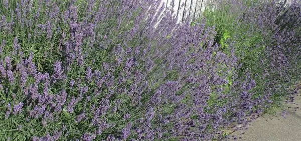ECHTER GETROCKNETE LAVENDEL BUND ungebunden- ca. 700 gr.