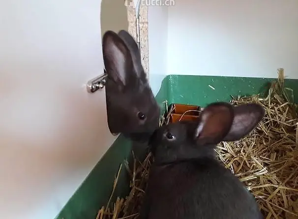 Junge Havanna Kaninchen zu verkaufen