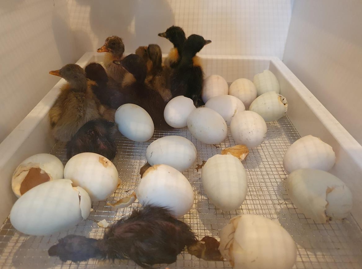 Pommernenten Küken zu verkaufen