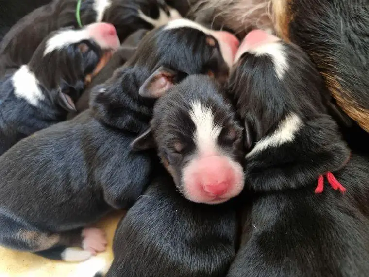 Appenzeller Sennenhund Welpen Familienaufzucht