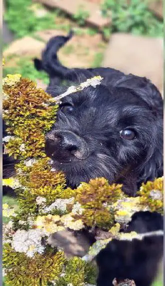 Quirin und Hilde, 2 muntere Aussiedoodlewelpen suchen noch ihren Wirkungskreis