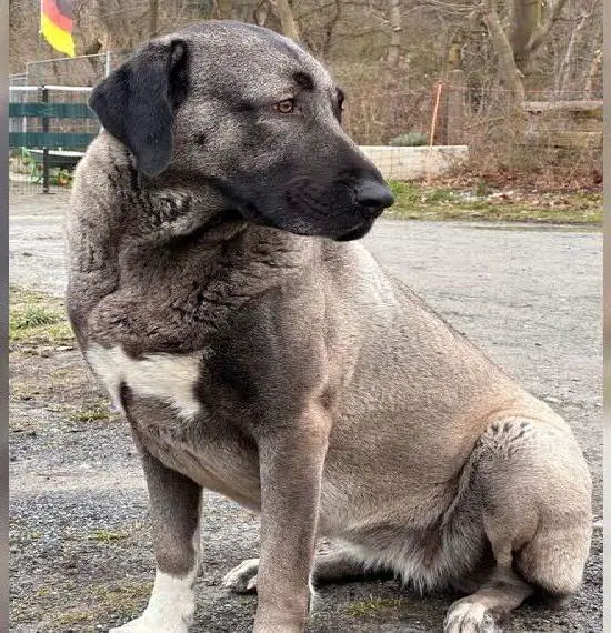 Panter Line Kangal Welpen Wurfankündigung