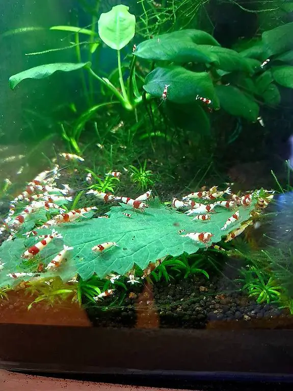 Garnelen zu verkaufen