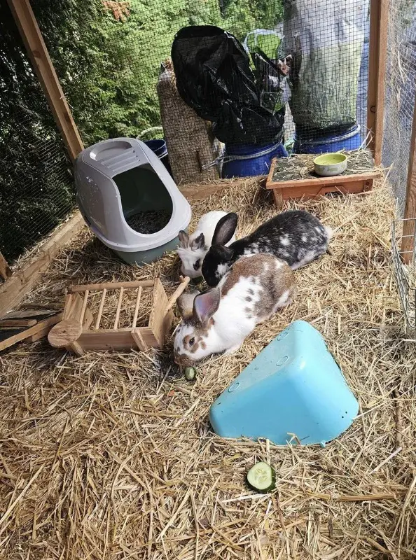 GRATIS: 2 Löwenköpfchen + 2 Schweizer Schecken Mix