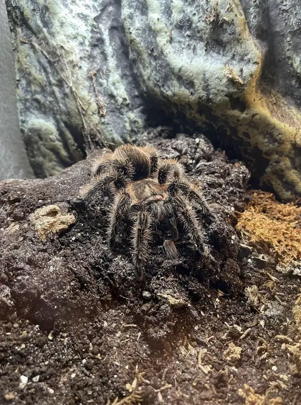 Diverse Vogelspinnen zu verkaufen