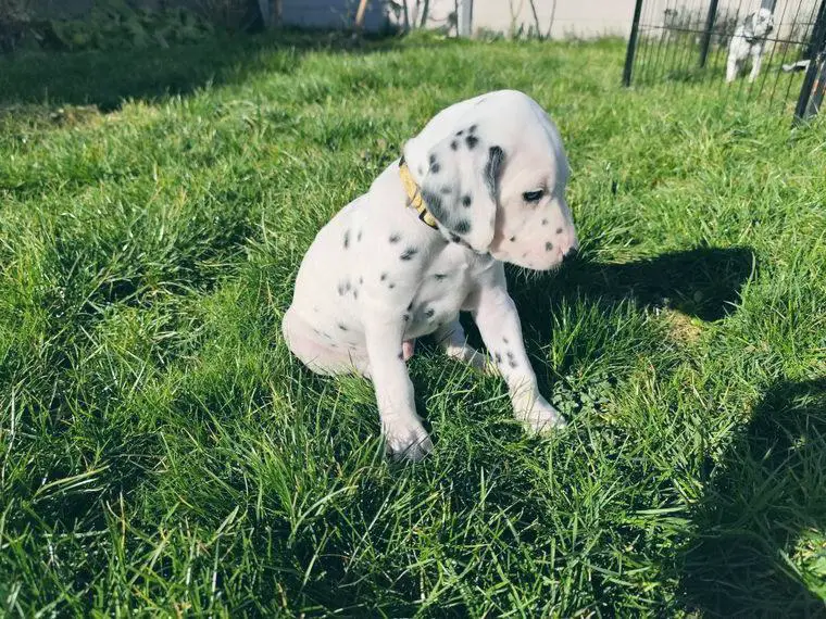 Reinrassige Dalmatiner Welpen suchen ein schönes Zuhause