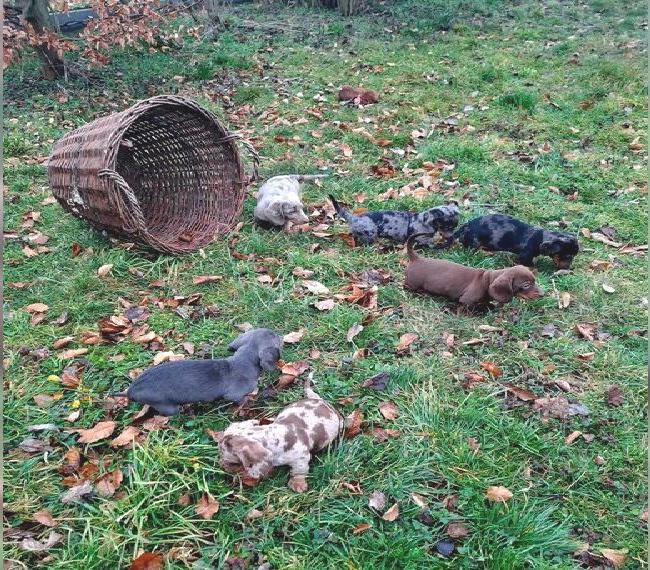 Amerikanische Zwergdackel Dackel suchen Traumzuhause