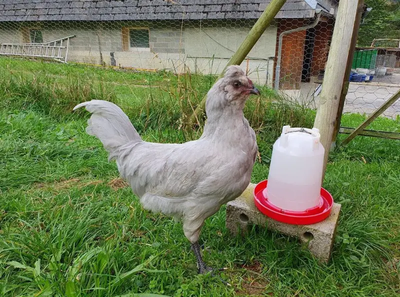 Araucana Lavender Junghahn abzugeben