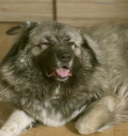 Kaukasischer Owtscharka sucht neues zu Hause