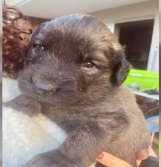 Leonberger reinrassig weiblich/ männlich
