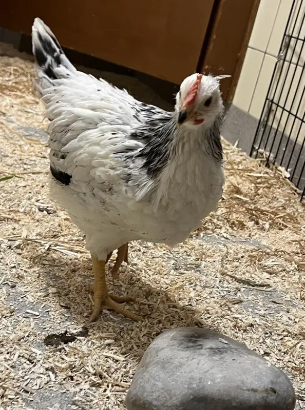 Junghahn 9 Wochen alt sucht eigene Hühnerschar