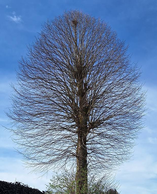 Brennholz Buchenholz Ofen Trocken