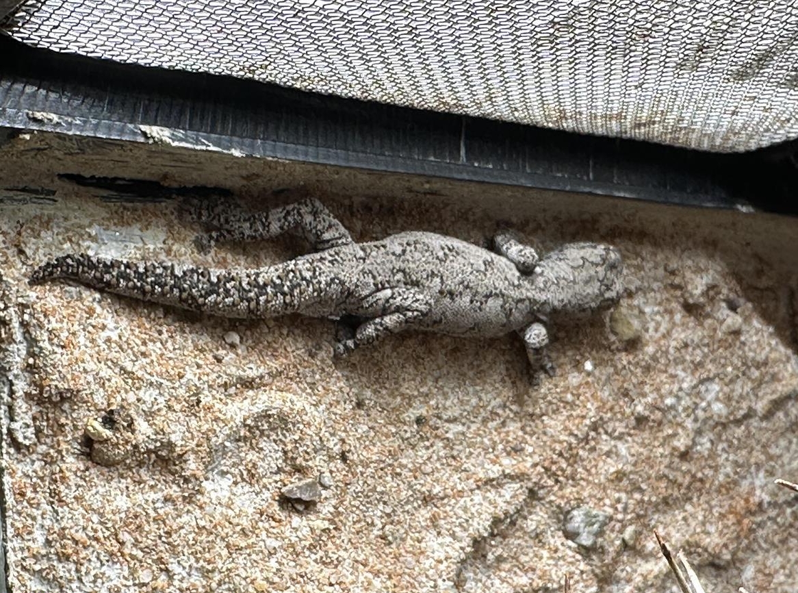 1.1 Strophurus intermedius, australischer Drüsenschwanzgecko
