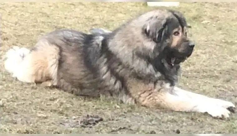 Kaukasische Owtscharka Welpen