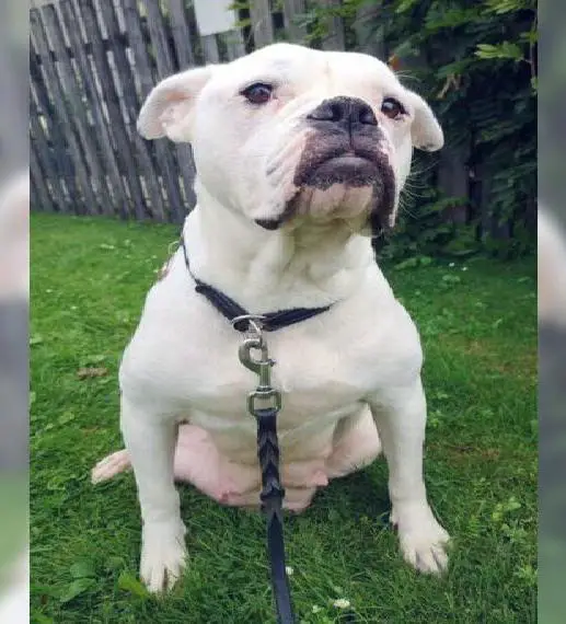 American Bulldog Hündin sucht ihre Menschen