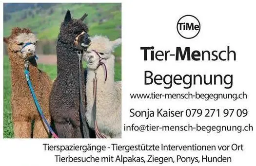 Zwergziegen, Hilfe bei Suche nach älteren Tieren