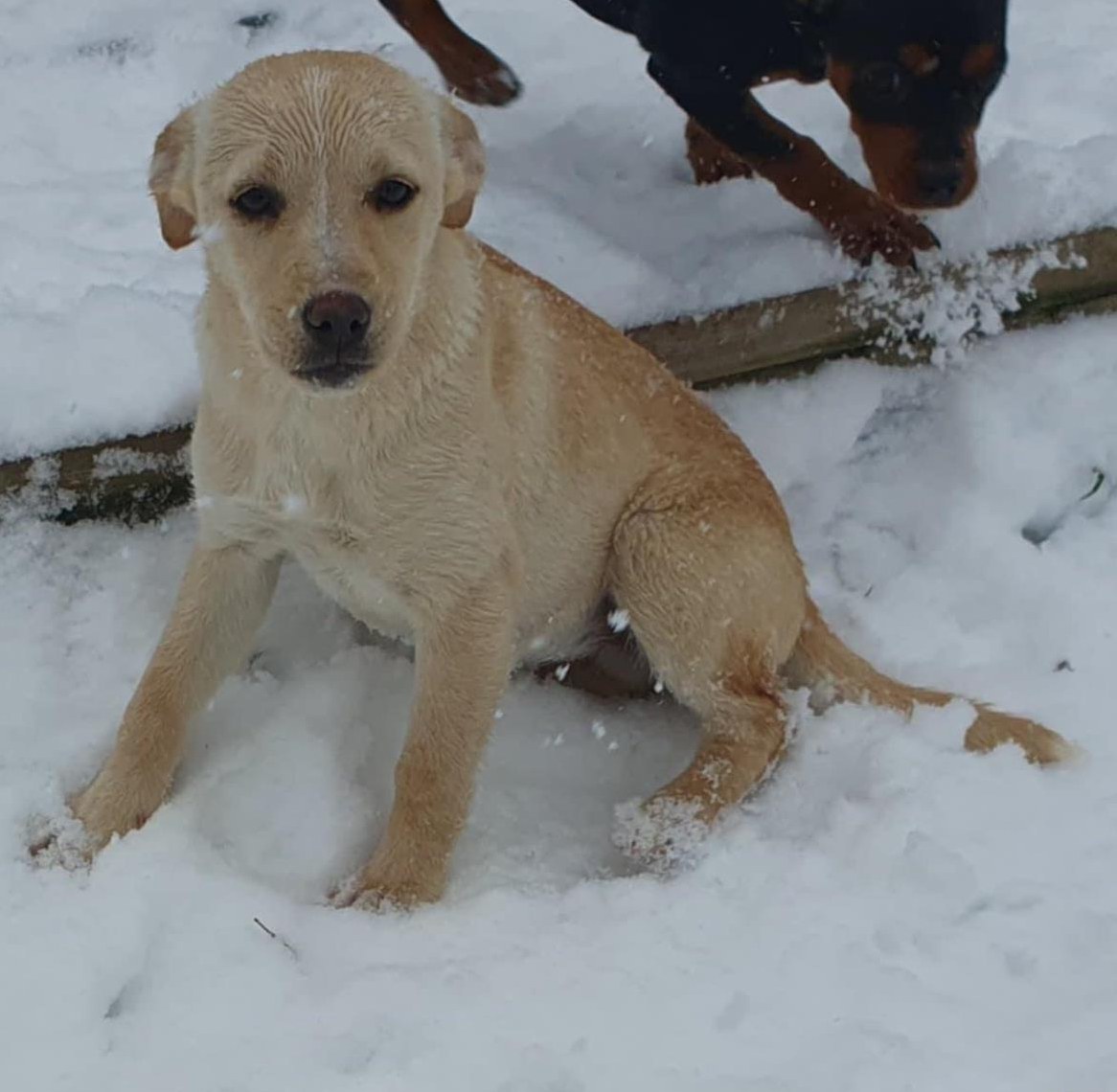 Schöne Mischlingshündin Welpe, 4 Monate sucht ein Zuhause