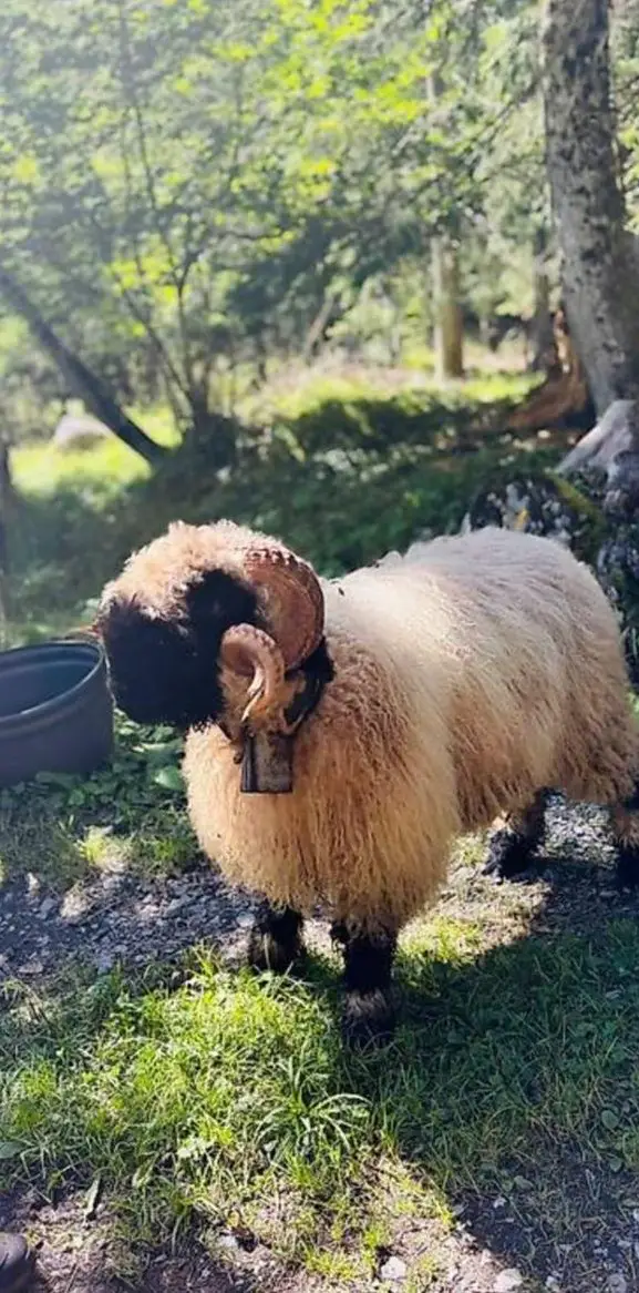 Widder Walliser Schwarznasenschaf, sehr brav