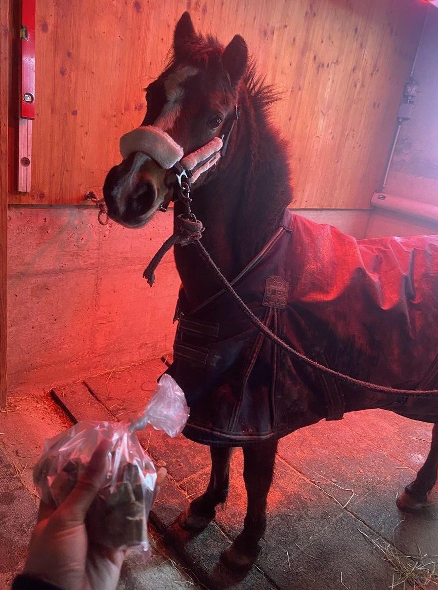 Reitbeteiligung auf älterem Sportpony im Thurgau