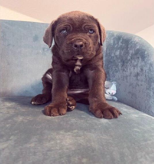 Wunderschöne Cane Corso Welpen zu verkaufen in Blau/Grau