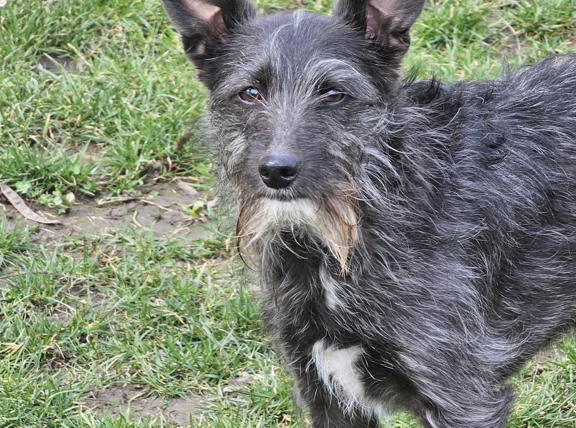 Hündin Énekes - ein Nackthund mit Fell