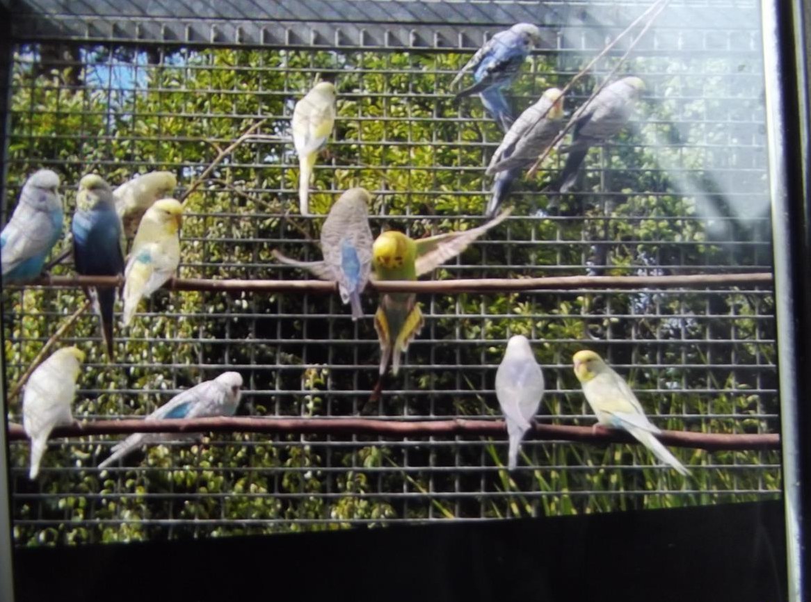 Junge Wellensittiche Rainbows zu verkaufen