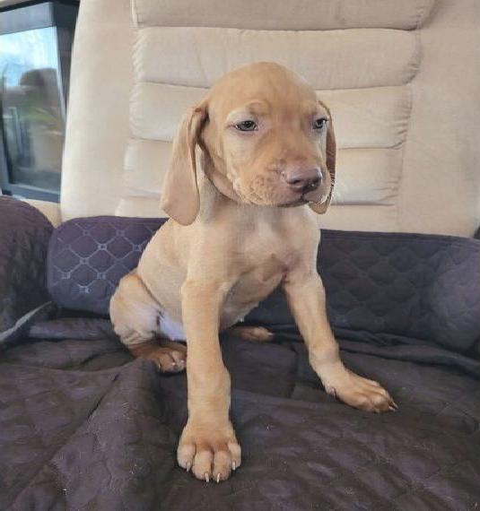 Magyar Vizsla-Hündin