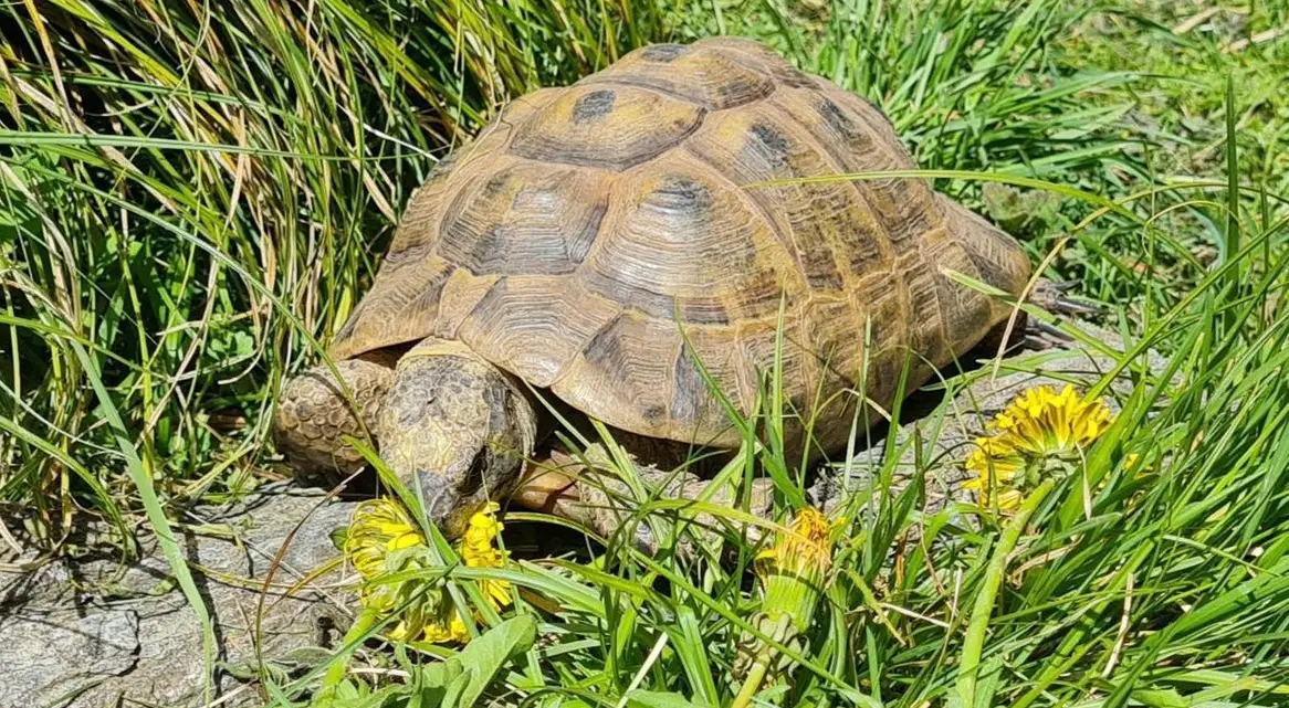 Maurische Landschildkröten Gruppe abzugeben