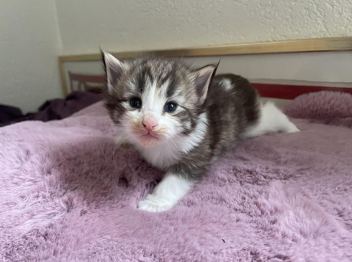 Norwegische Waldkatzen Kitten, Mädchen und Buben