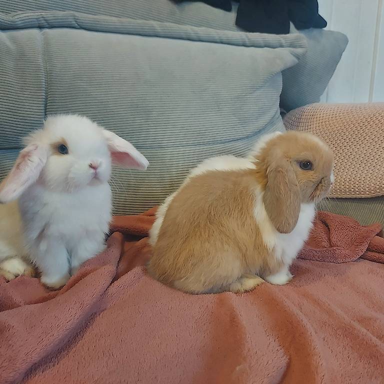 Minilops Zwergwidder