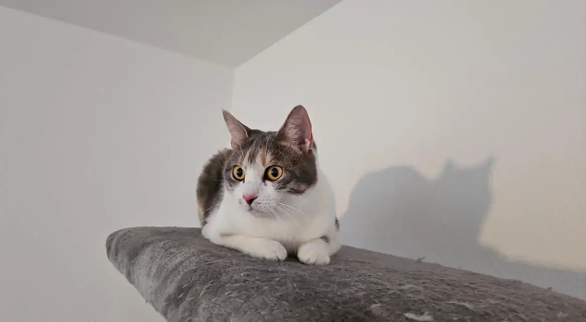 Tricolor Katzen Weibchen sucht ein Zuhause