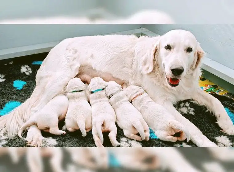 Golden Retriever Welpen suchen ein liebevolles Zuhause