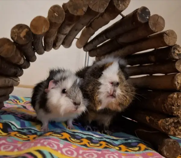 Meerschweinchen Auffangstation