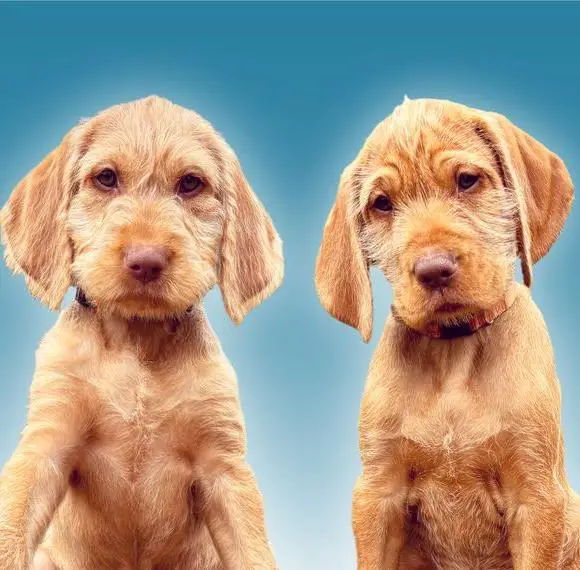 Reinrassige Magyar Vizsla Drahthaar Welpen