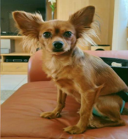 Wir erwarten Russkiy Toy Nachwuchs