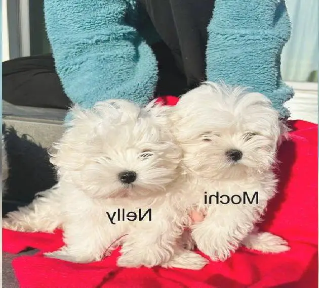 Maltesische koreanische Linie