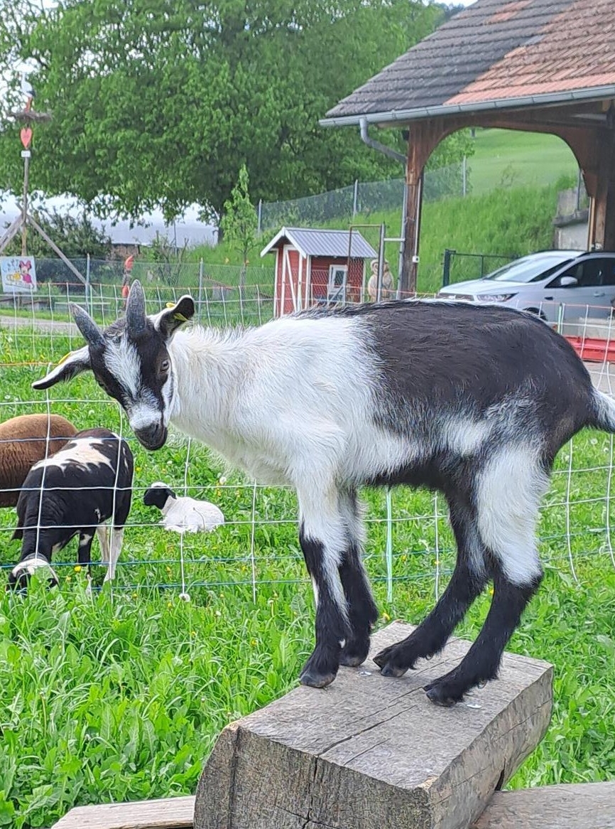 2 junge Pfauenziegenböcke rassenrein zu verkaufen