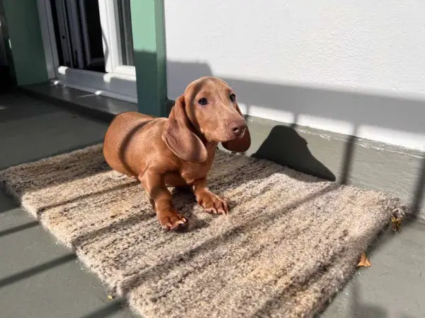 Zwergdackel in tolle Farbe