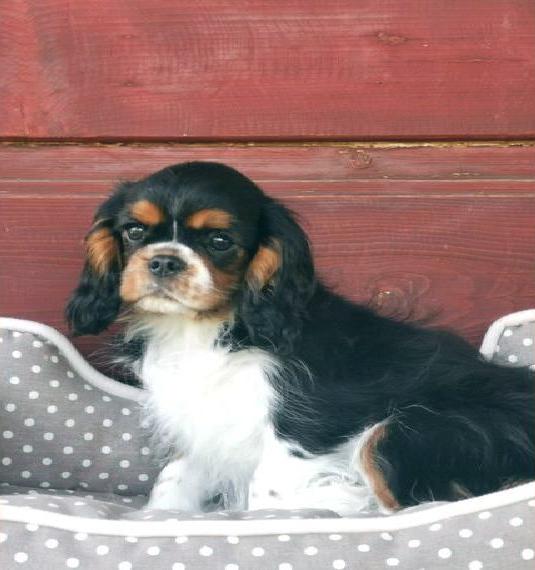 Cavalier king charles spániel mit Stammbaum mbaum
