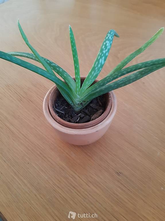 Aleo Vera (Kaktus, Pflanze)